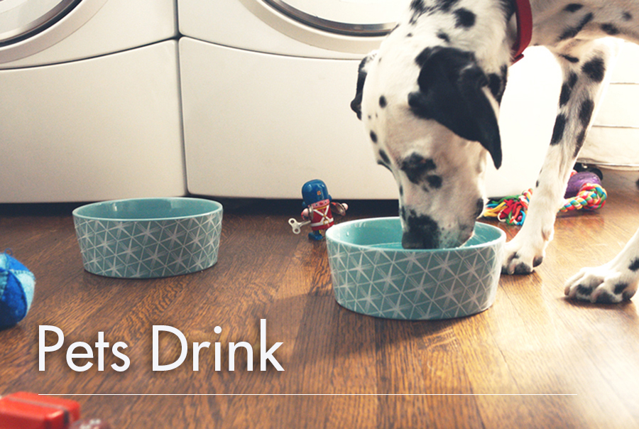 dog, drinking, water